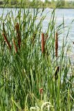Typha angustifolia