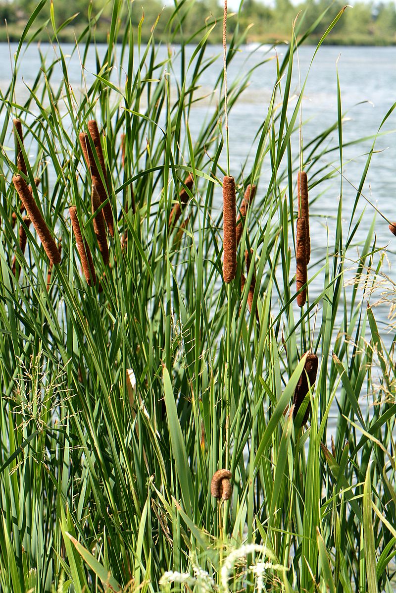 Изображение особи Typha angustifolia.