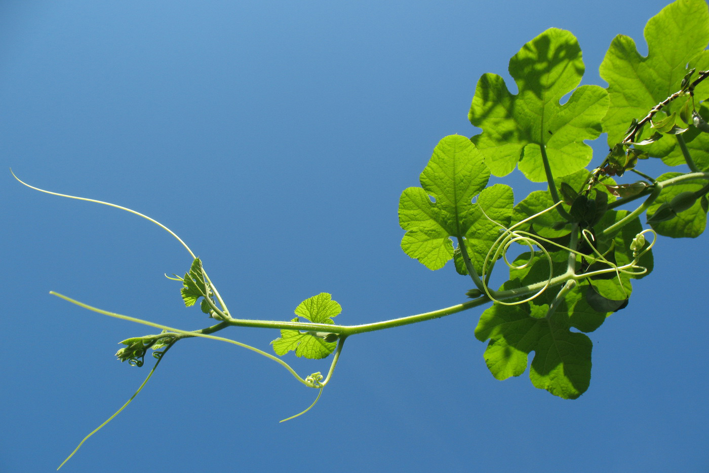 Image of Cucurbita ficifolia specimen.