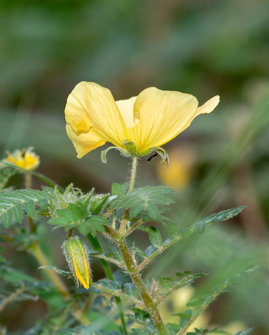 Image of Tribulus zeyheri specimen.