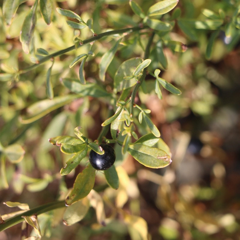 Image of Jasminum fruticans specimen.