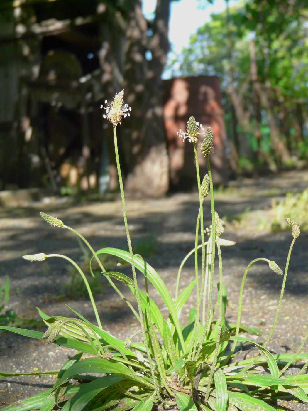 Image of Plantago lanceolata specimen.