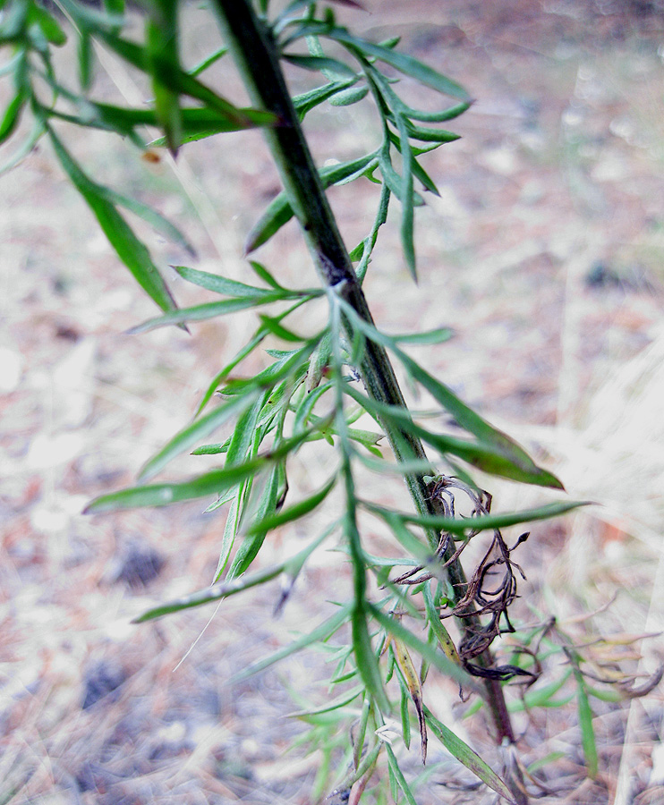 Image of Centaurea stoebe specimen.