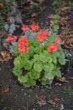 Pelargonium hortorum. Цветущие растения. Санкт-Петербург, Приморский р-н, окр. пересечения Гаккелевской ул. и просп. Испытателей, в культуре. 30.10.2020.