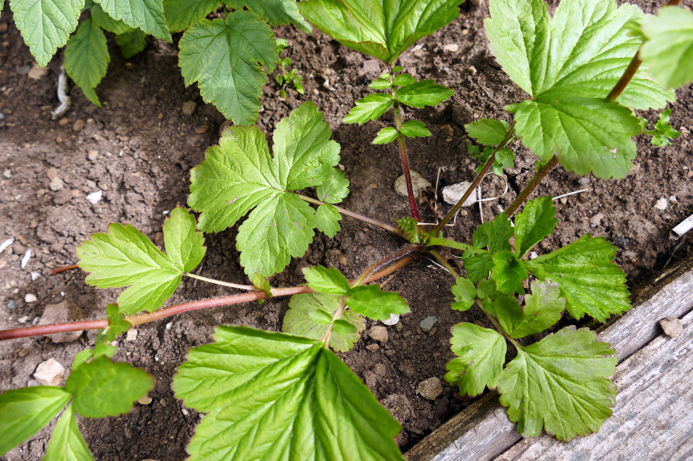 Изображение особи Geum aleppicum.