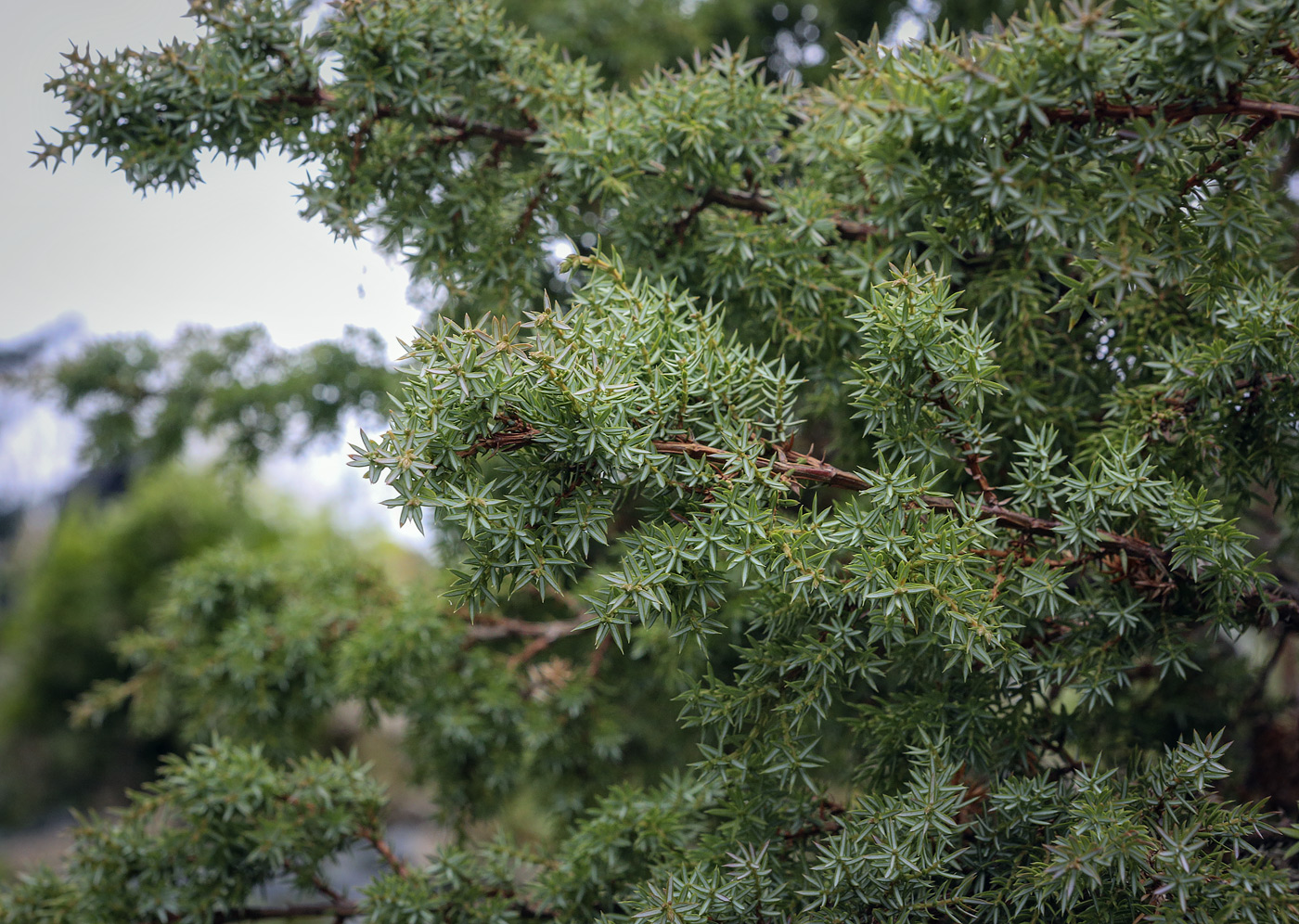 Изображение особи род Juniperus.