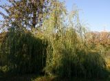 genus Salix