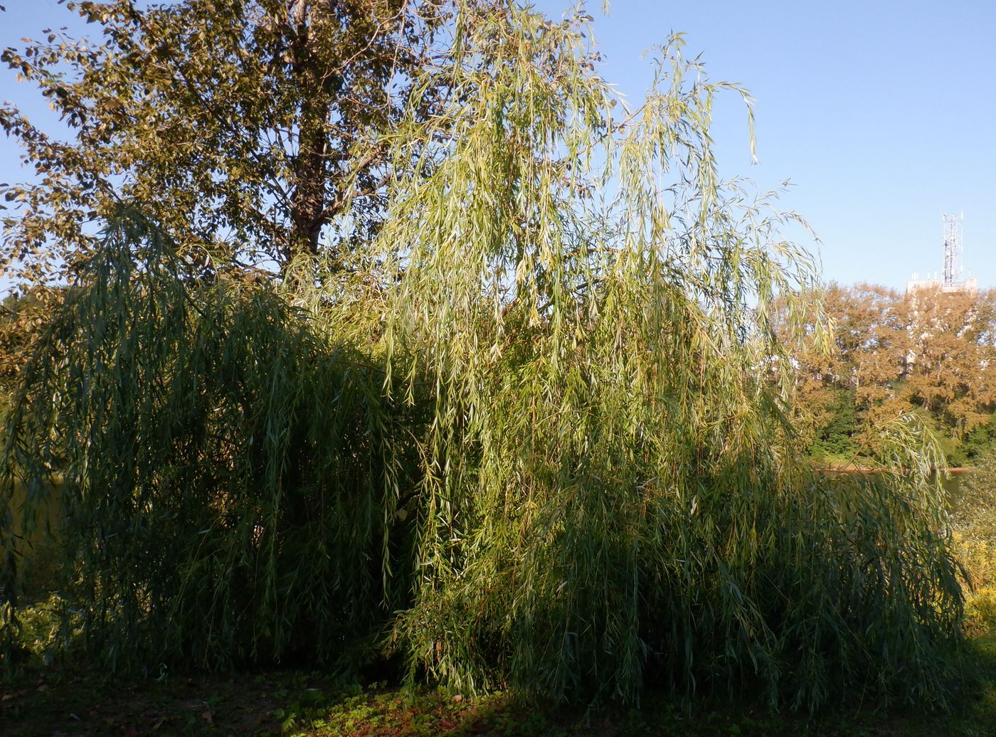 Image of genus Salix specimen.