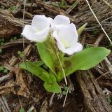 Anthericopsis sepalosa