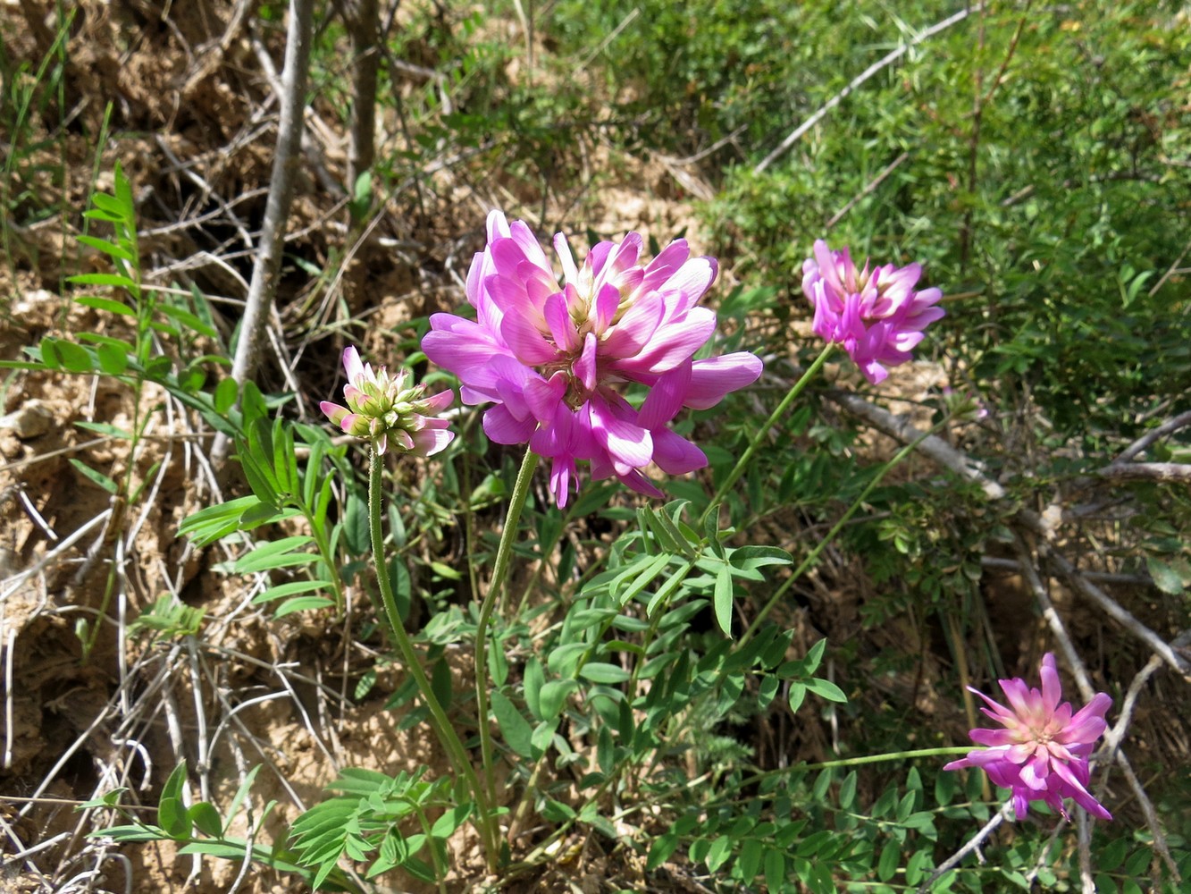 Изображение особи Hedysarum denticulatum.