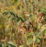 Glycyrrhiza uralensis. Верхушка плодоносящего растения. Алтайский край, пос. Степное озеро, злаково-разнотравная степь. 30.06.2020.