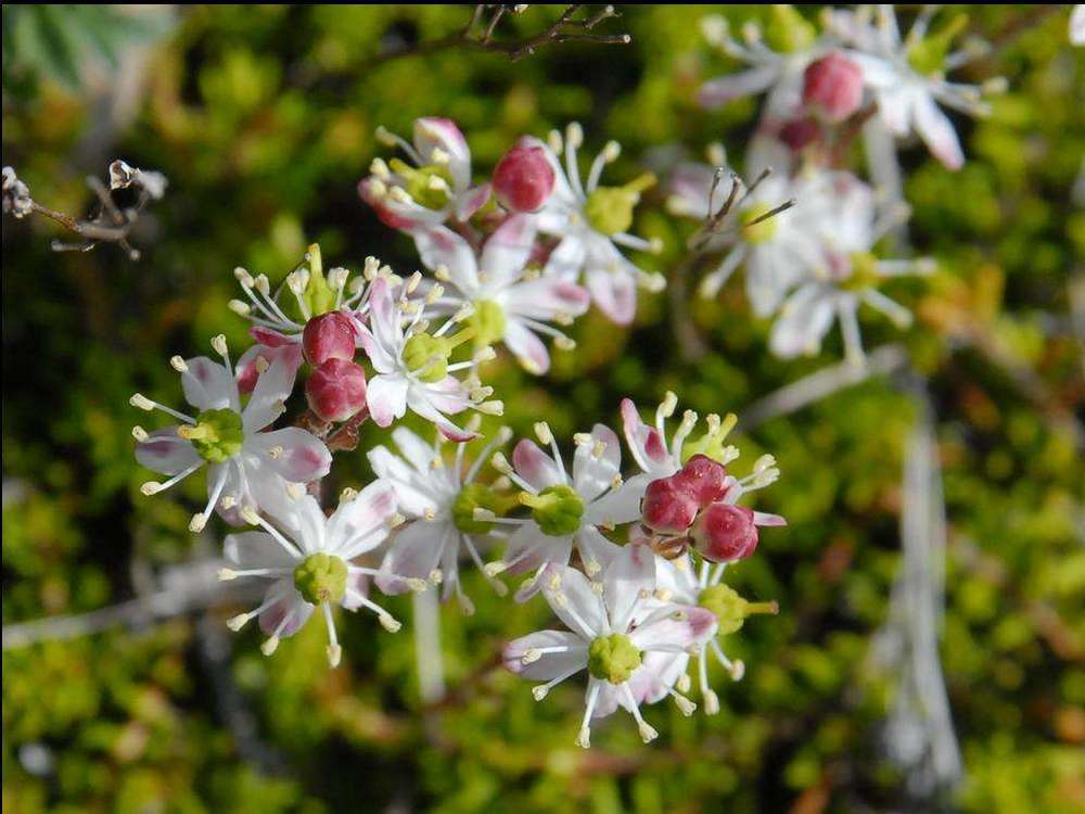 Изображение особи Bryanthus gmelinii.