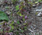 Galeopsis tetrahit