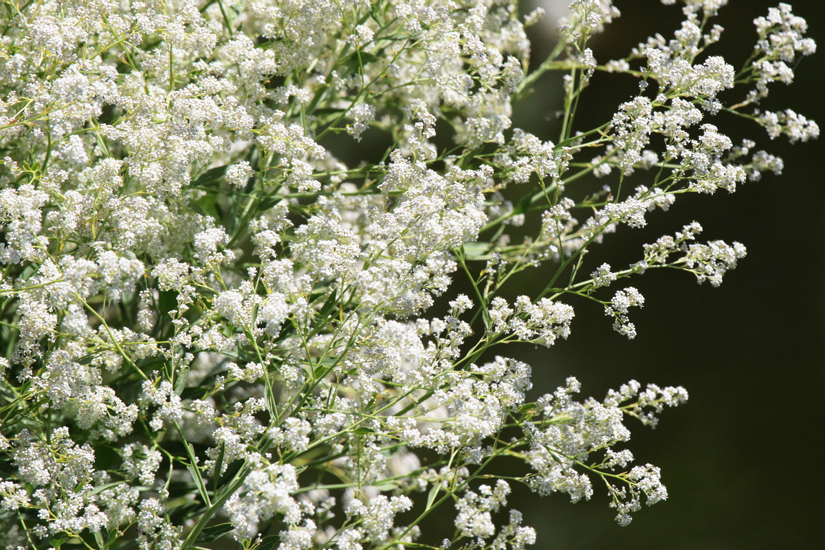 Изображение особи Lepidium latifolium.