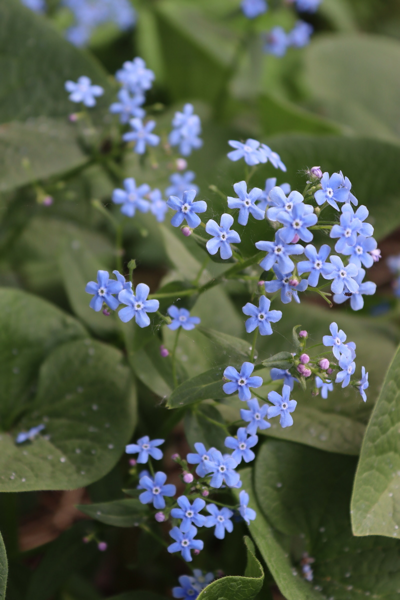 Изображение особи Brunnera sibirica.