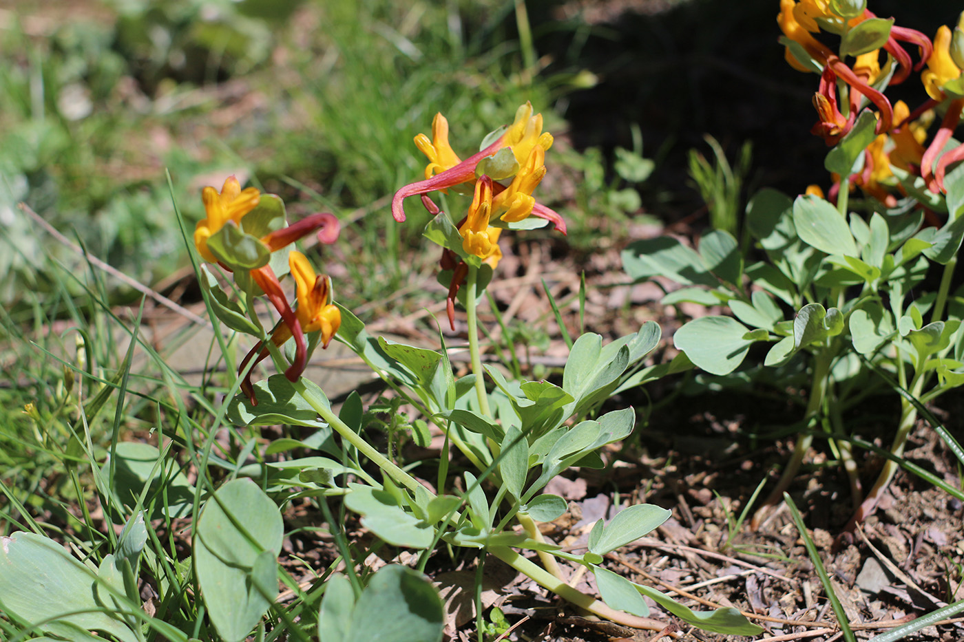 Изображение особи Corydalis sewerzowii.