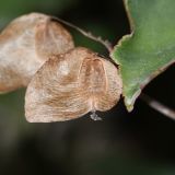 Begonia