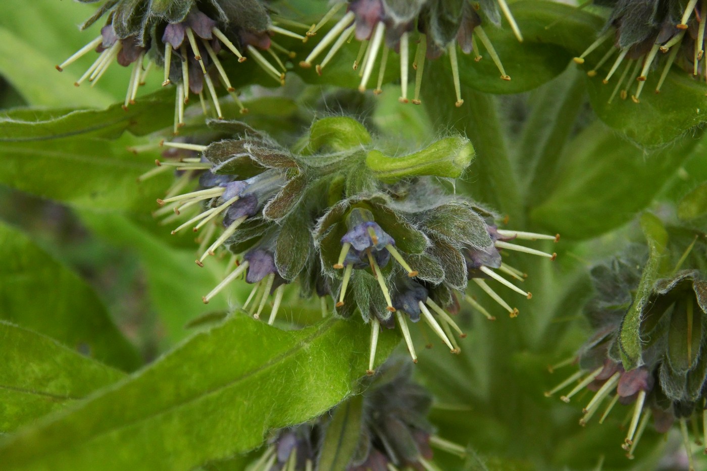 Image of Solenanthus biebersteinii specimen.