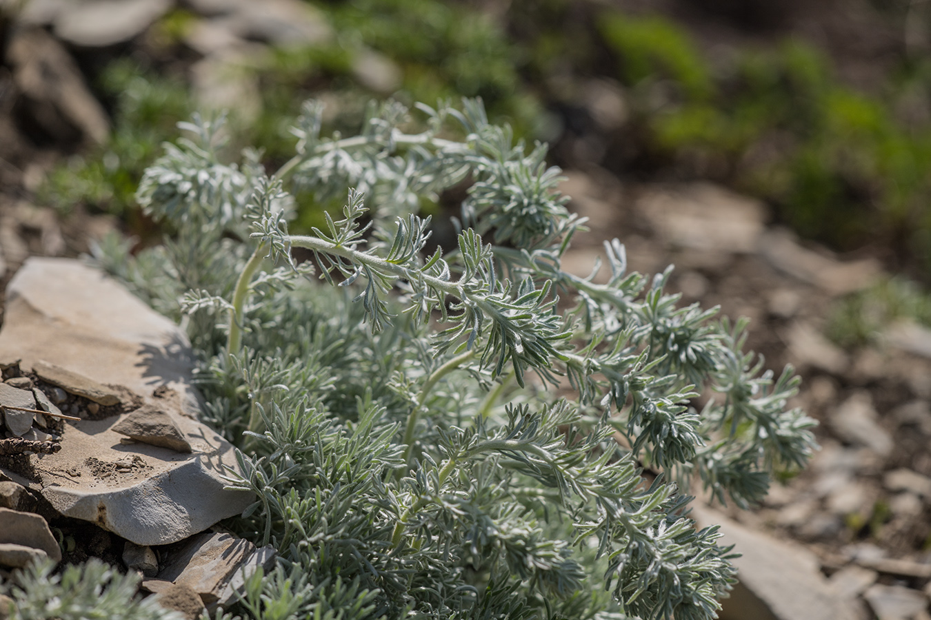 Изображение особи Artemisia caucasica.