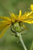 Crepis sibirica