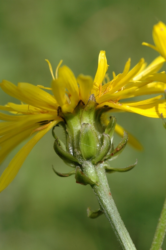 Image of Crepis sibirica specimen.