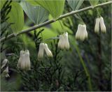 Polygonatum multiflorum