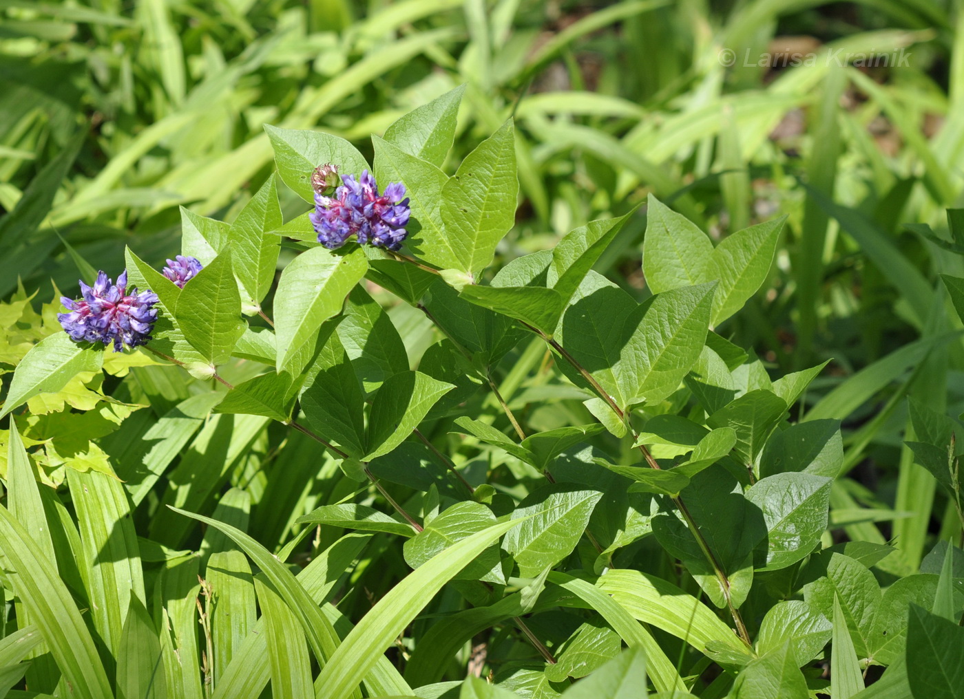 Image of Vicia ohwiana specimen.