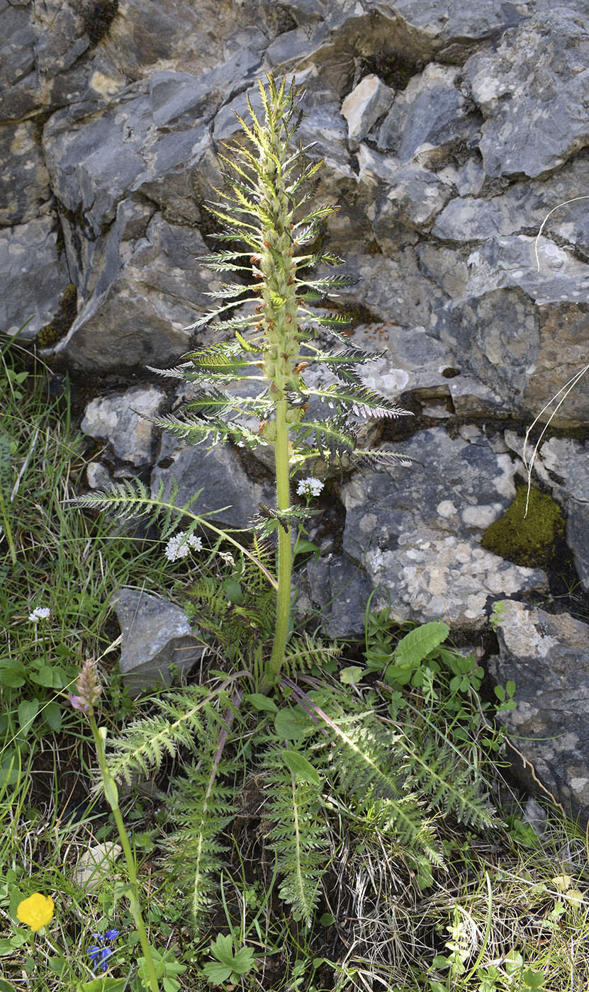 Изображение особи Pedicularis foliosa.