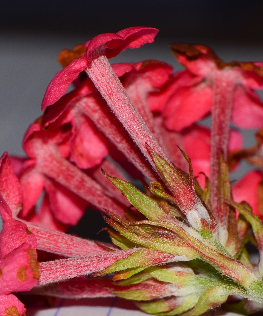 Image of Arachnothryx leucophylla specimen.