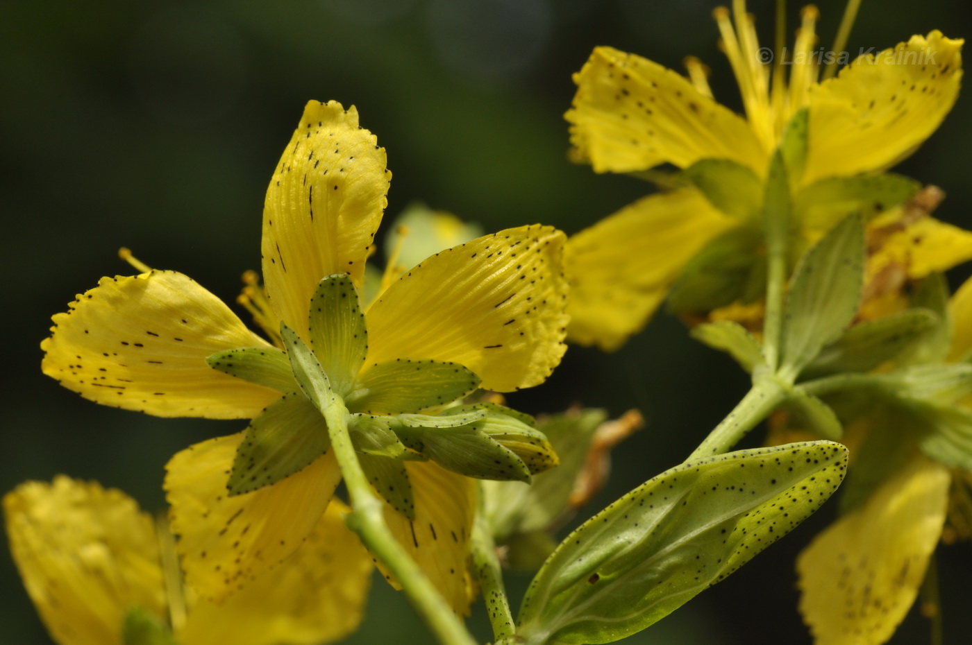 Image of Hypericum attenuatum specimen.