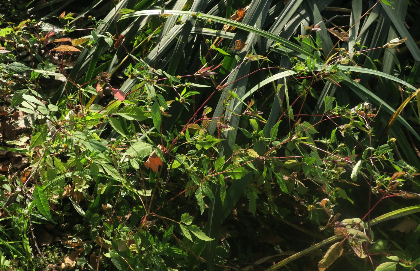 Image of Bidens frondosa specimen.