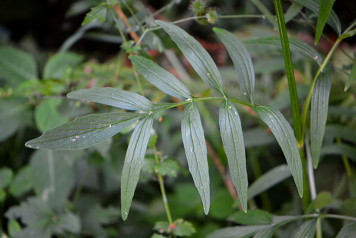 Изображение особи Valeriana officinalis.