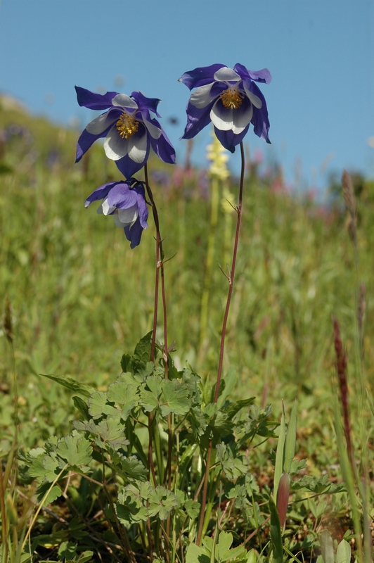 Image of Aquilegia jucunda specimen.