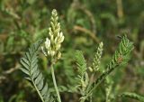 Astragalus cicer. Верхушка растения с соцветиями и гусеницей. Татарстан, г. Казань, левый берег р. Казанка, зарастающий песчаный участок. 12.08.2021.