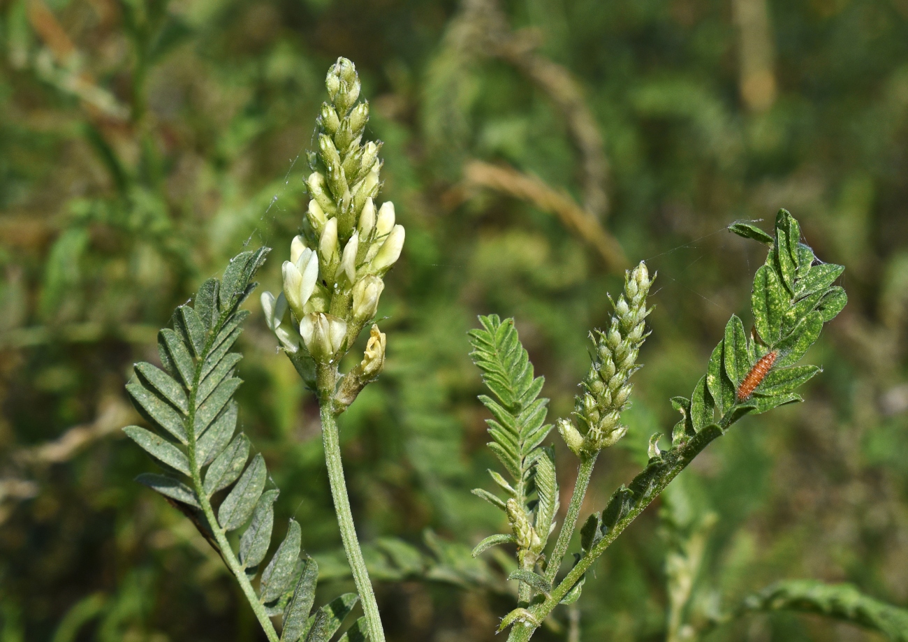 Изображение особи Astragalus cicer.