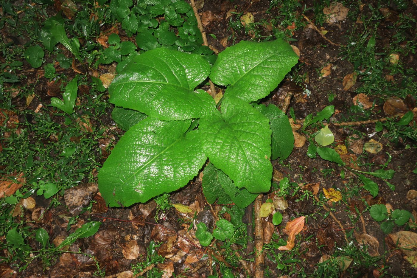 Изображение особи Telekia speciosa.