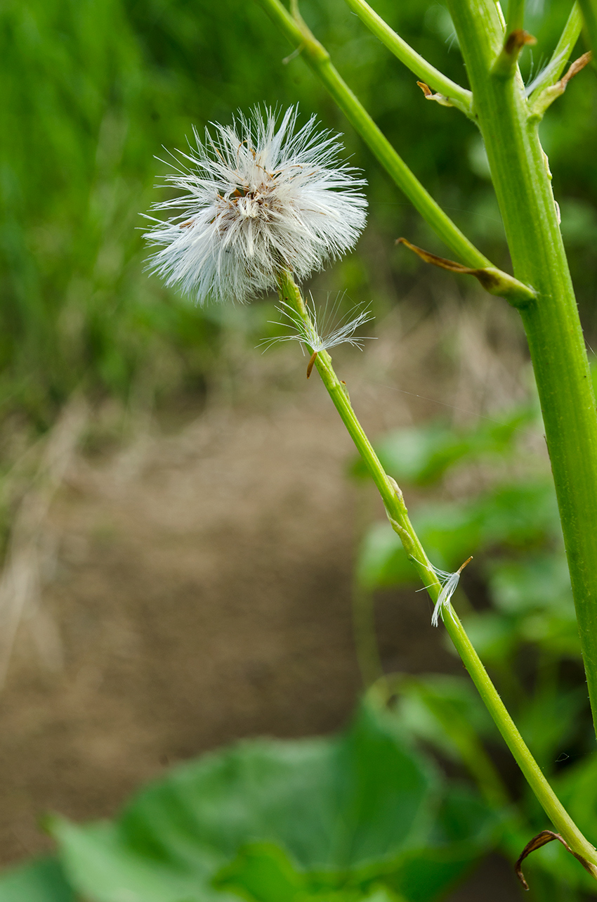 Image of Petasites radiatus specimen.