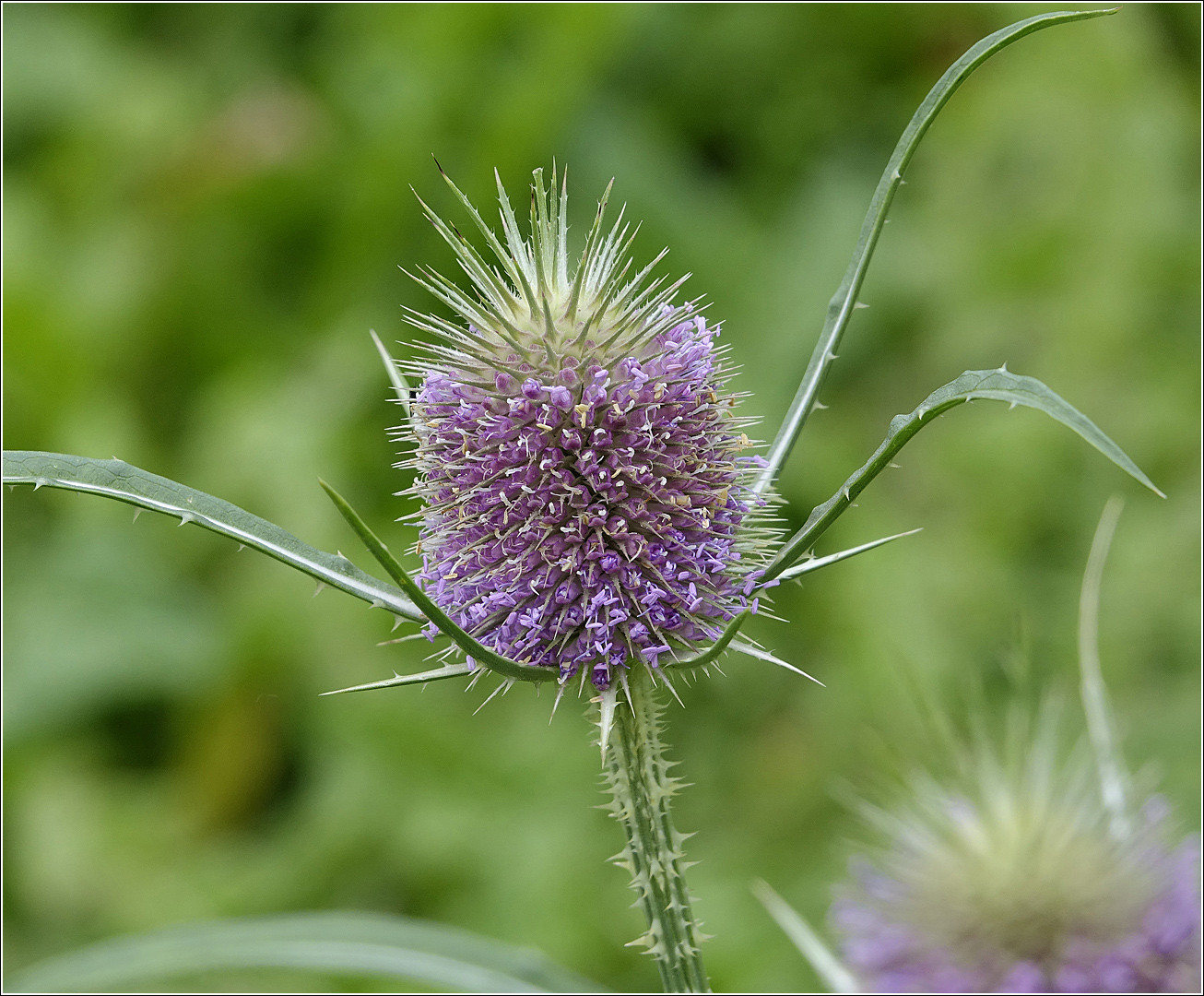 Image of Dipsacus fullonum specimen.