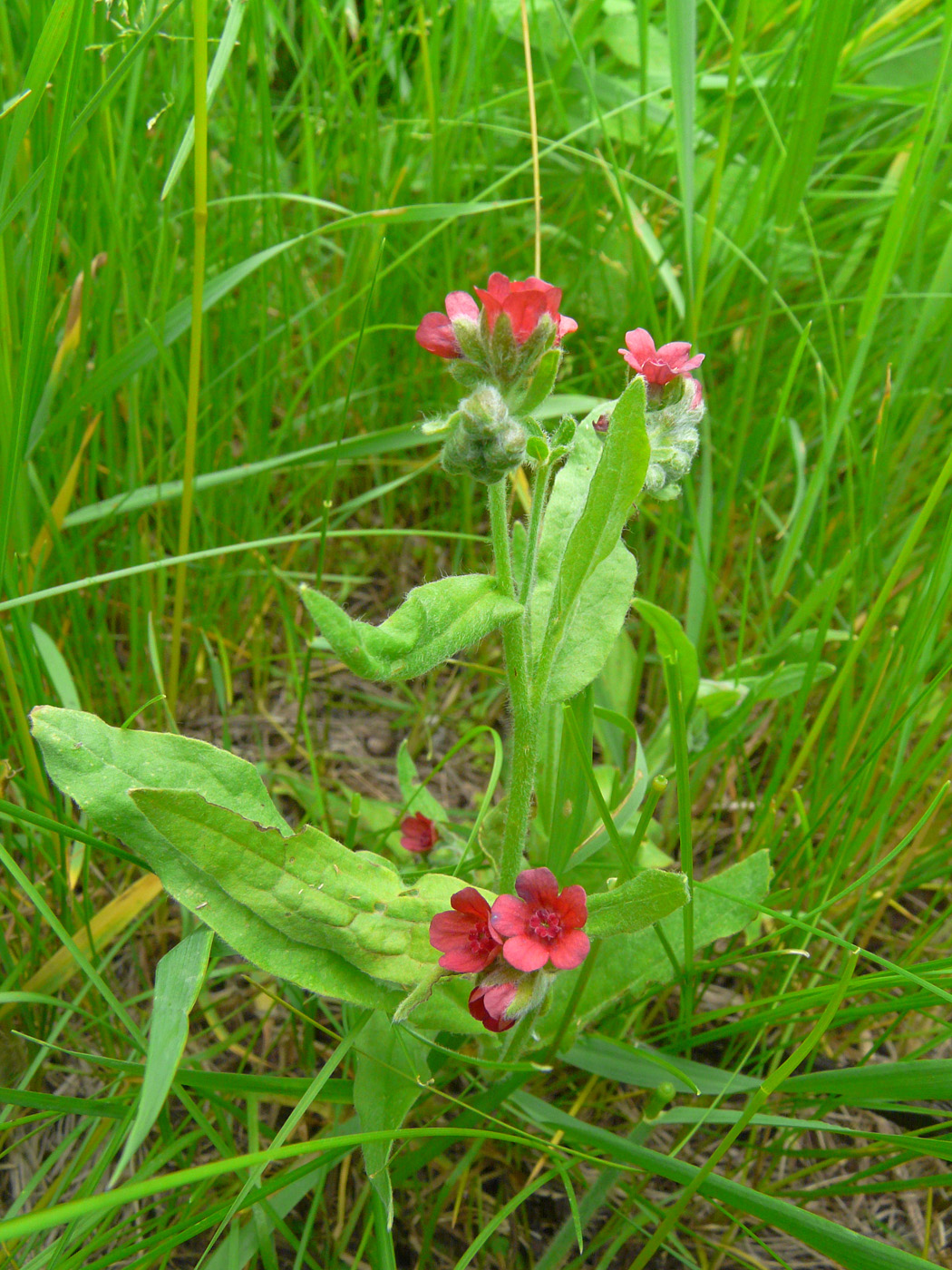 Изображение особи Cynoglossum officinale.