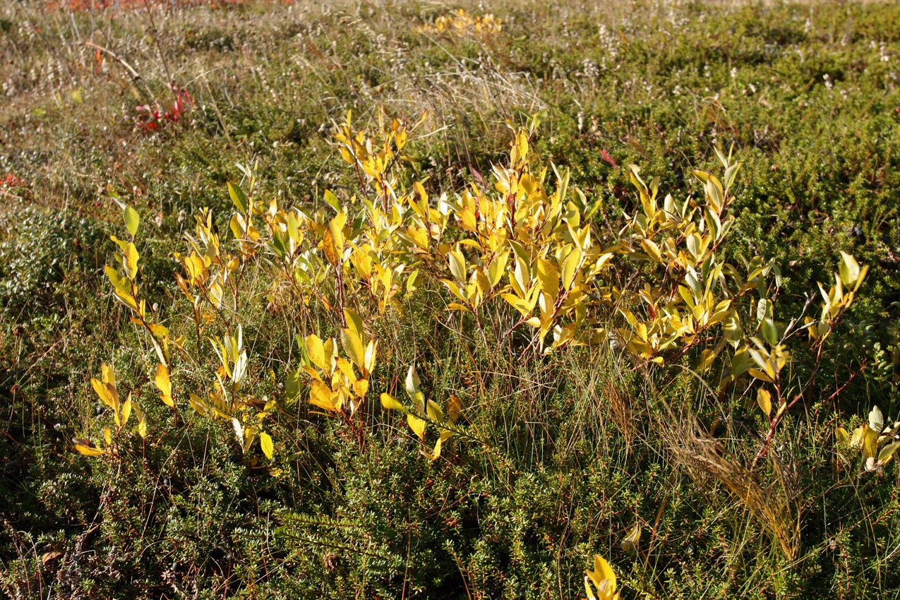 Image of Salix phylicifolia specimen.