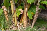 Musa acuminata. Основание растения. Израиль, г. Бат-Ям, в культуре. 06.12.2021.