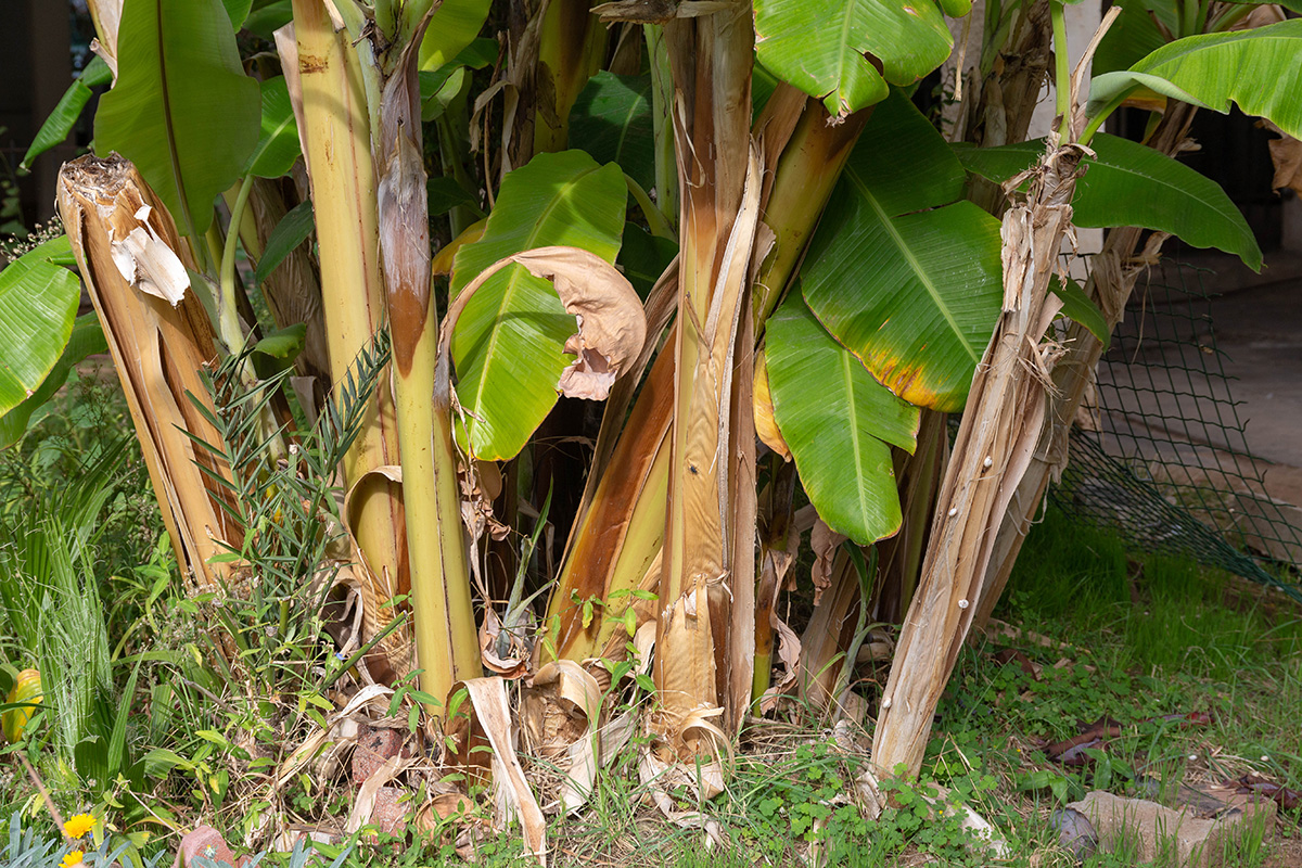 Image of Musa acuminata specimen.