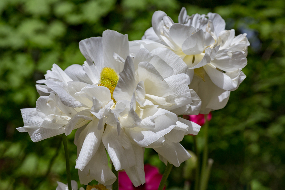 Image of Ranunculus asiaticus specimen.