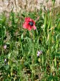 Papaver hybridum