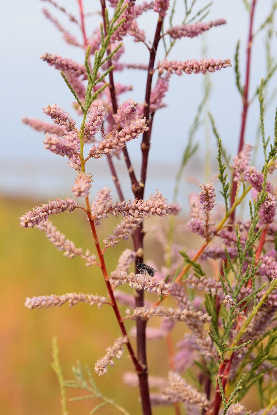 Image of Tamarix ramosissima specimen.