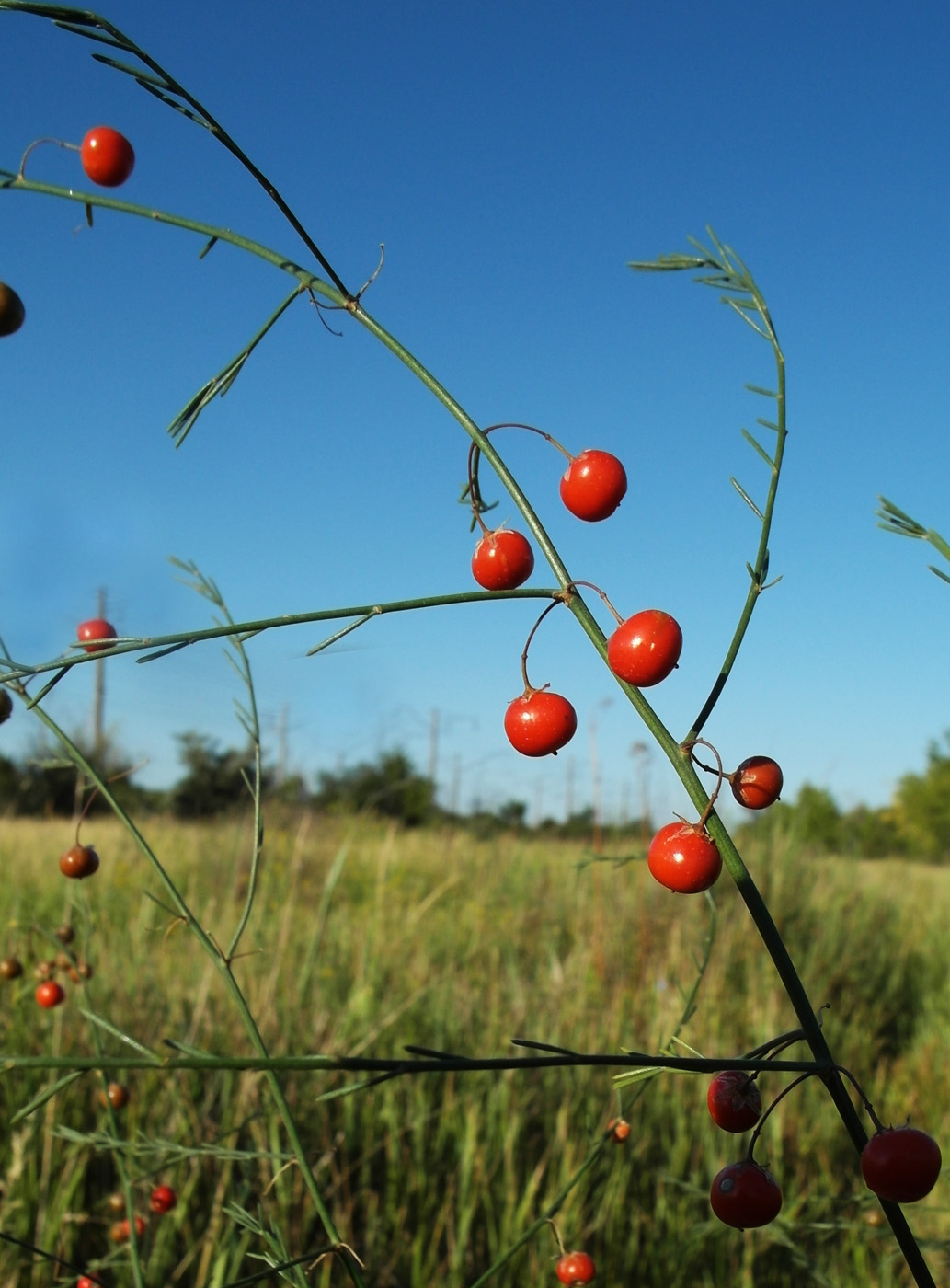 Изображение особи Asparagus officinalis.