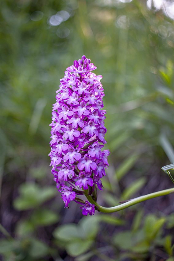 Изображение особи Anacamptis pyramidalis.