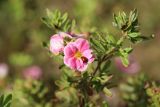 Dasiphora fruticosa. Верхушка побега с цветком и отдыхающей божьей коровкой. Томская обл., г. Томск, Академгородок, в культуре. 24.08.2021.