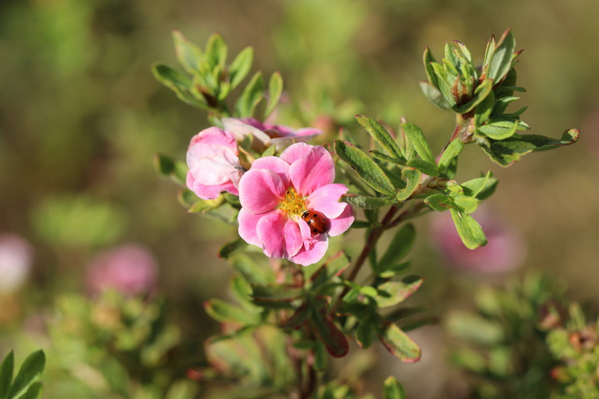 Изображение особи Dasiphora fruticosa.