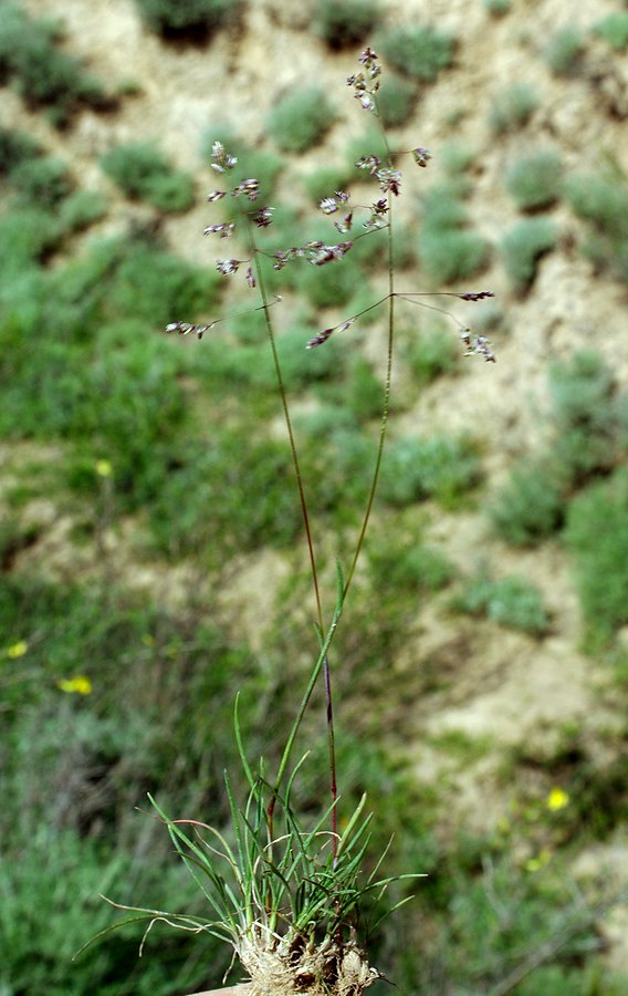 Image of Poa densa specimen.